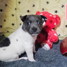 Raze - White and blue male Rat Terrier puppy in Lynn, Alabama from Cryptic Rat Terriers