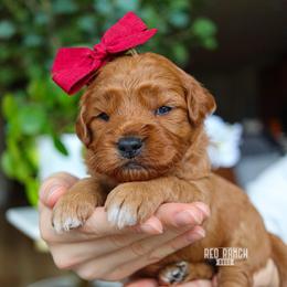 Dakota - Red  female Goldendoodle puppy in Salado, Texas from Red Ranch Dogs
