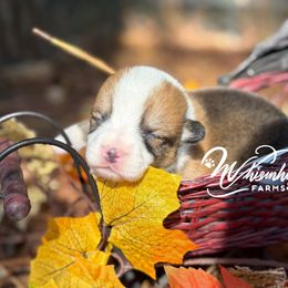 Wesley 1,200 - Red male Pembroke Welsh Corgi puppy in Nashville, Arkansas from Whisenhunt Farms