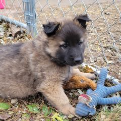 Orange Boy - Mahogany and black Belgian Tervuren puppy in Kirksville, Missouri from Katahdin Kennel Belgian Tervurens