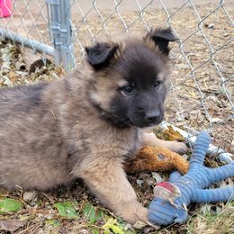 Orange Boy - Mahogany and black Belgian Tervuren puppy in Kirksville, Missouri from Katahdin Kennel Belgian Tervurens