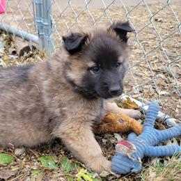 Orange Boy - Mahogany and black Belgian Tervuren puppy in Kirksville, Missouri from Katahdin Kennel Belgian Tervurens