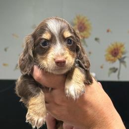 Chocolate Boy - Chocolate and cream male Dachshund puppy in Nashville, Arkansas from Whisenhunt Farms