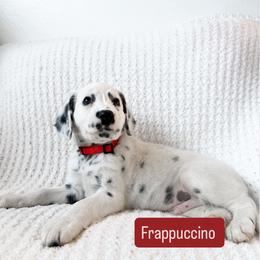 Frappuccino - LUA long coat - White and black male Dalmatian puppy in Davenport, Florida from Sunny Jewels Dalmatians