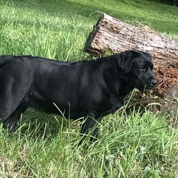 Vanila - Labrador Retriever