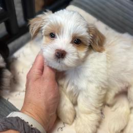 Red collar - Cream female Havanese puppy in Silverton, Oregon from PNW Havanese