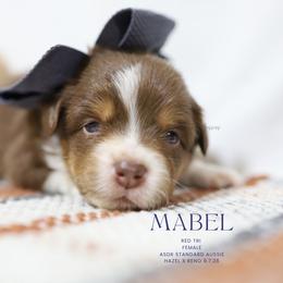Mabel - Red Tri Female - Red tri-color female Australian Shepherd puppy in Nacogdoches, Texas from TK Standard, Mini, & Toy Aussies