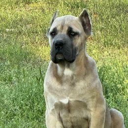 Cane Corso from Mississippi Mastiffs