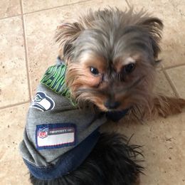 Yorkshire Terriers from Deb’sYorkies