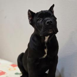 Joy - Black brindle female Cane Corso puppy in Lancaster, California from Catanzaro Cane Corso