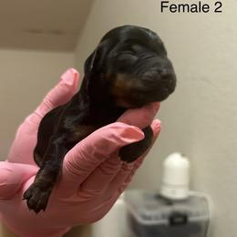 Dachshund Puppies from Justice League Dachshunds