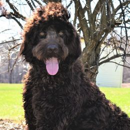 Jasper - Goldendoodle