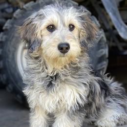 Clover - Goldendoodle