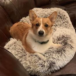 Georgia - Pembroke Welsh Corgi