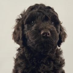 Boy 3 - Australian Labradoodle puppy in Maysville, Oklahoma from Southern Oklahoma Labradoodles