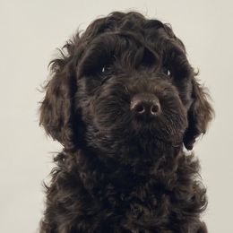 Boy 3 - Australian Labradoodle puppy in Maysville, Oklahoma from Southern Oklahoma Labradoodles