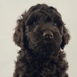 Boy 3 - Australian Labradoodle puppy in Maysville, Oklahoma from Southern Oklahoma Labradoodles