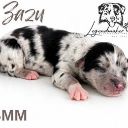 Zazu - Blue merle male Miniature American Shepherd puppy in Leitchfield, Kentucky from Legendmaker MAS