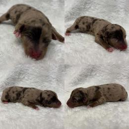 Red Merle male 2 - Red merle male Toy Australian Shepherd puppy in Brooker, Florida from Honey, I Shrunk the Aussies