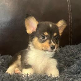 KM M2 - Black and tan male Pembroke Welsh Corgi puppy in Stockton, Iowa from Infinity Corgis