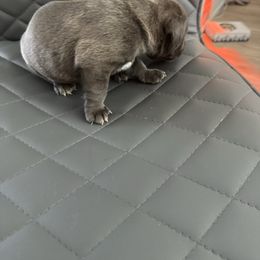 Blue girl - Gray female Cane Corso puppy in Laplace, Louisiana from BFM Cane Corso’s