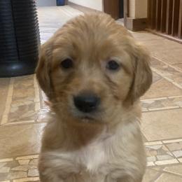 Black/Lilac - Golden Golden Retriever puppy in Cheyenne, Wyoming from Flying Gold Kennel