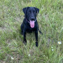 Daisy - Labrador Retriever