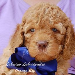 Australian Labradoodle Puppies from Lakeview Labradoodles