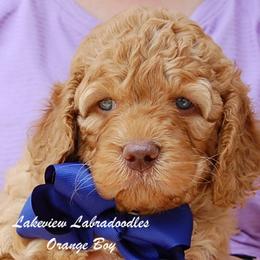 Australian Labradoodle Puppies from Lakeview Labradoodles