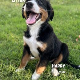 Harry Potter - Tri-color male Bernedoodle puppy in Glenwood, New Mexico from Brush Fire Doodles