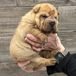 Chinese Shar-Pei Puppies from Blackwitch Farms