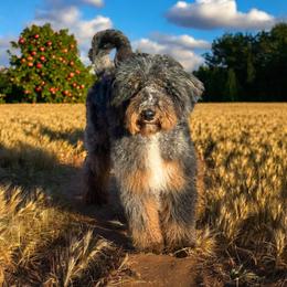 Buddy - Bernedoodle