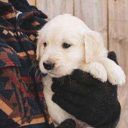 Gumdrop - Light golden male Golden Retriever puppy in Mason, Michigan from Sweet Breeze Acres