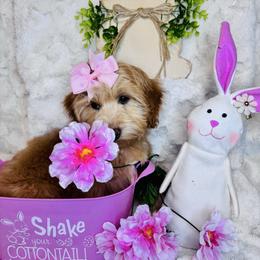 Mira - Red female Maltipoo puppy in West Jordan, Utah from Mid Sized Maltipoos and More LLC