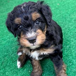 River (green ribbon) - Phantom male Bernedoodle puppy in Fallbrook, California from BFF Bernedoodles