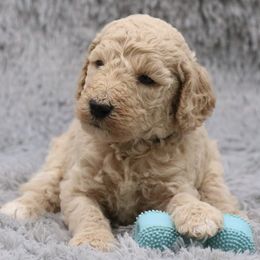 Poodle Puppies from Absolutely Pampered Poodles