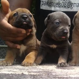 Cane Corso from Bearpaw