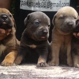 Cane Corso from Bearpaw