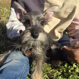 Muffin - Miniature Schnauzer puppy from Alysha's Grandbabies