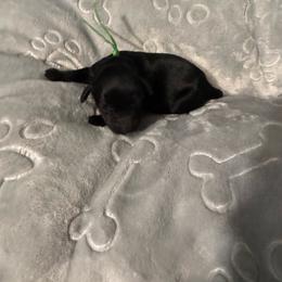Green (name to come) - Black male Goldendoodle puppy in Glen Daniel, West Virginia from Dani’s Doodles