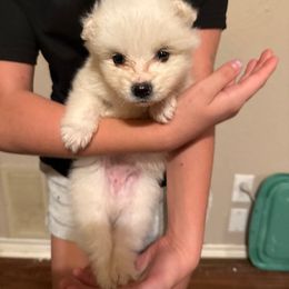 Boy 4 - male American Eskimo Dog puppy in Canton, Texas from Dan's Eskimo Dogs