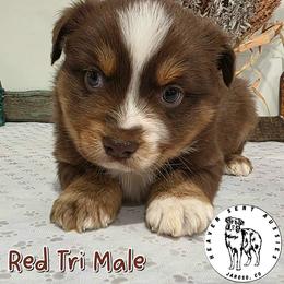 Miles - Red tri male Miniature Australian Shepherd puppy in Jaroso, Colorado from Heaven Sent Aussies