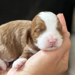Bluey - Parti male Goldendoodle puppy in Gig Harbor, Washington from Nuttall's Goldendoodles