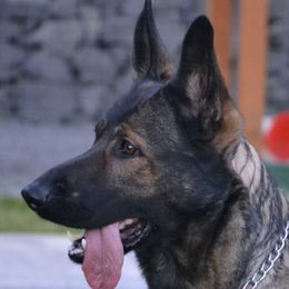 Aira - German Shepherd