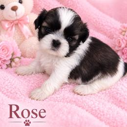 Rose - Gold and white female Shih Tzu puppy in Winter Haven, Florida from Maldiz Shih Tzu & Cavalier