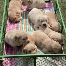Golden Retriever Puppies from Ruff Life Goldens
