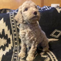 Roscoe (Green Collar) - Cream male Labradoodle puppy in Toledo, Washington from Bigfoot Doodles