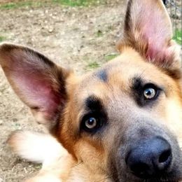 Kylo - German Shepherd