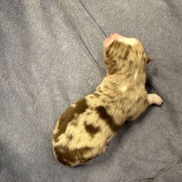 Maggie - Red merle female Australian Shepherd puppy in Mount Vernon, Texas from RJ's Aussie Posse