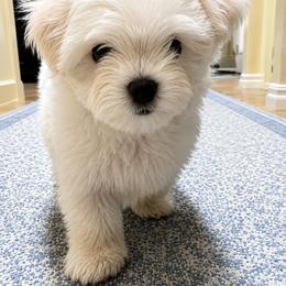 Red, White, and Blue Puppy - White male Maltese puppy in Oklahoma City, Oklahoma from Adorable Maltese Puppies